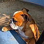 Aladin a rejoint le concours — aidez-le/la à gagner de superbes lots ! animal, bench, blue, bulldog, canine, closeup, curious, daylight, dog, earth, face, fur, nature, outdoor, paw, pet, puppy, shadow, sunlight, young