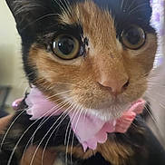 Amber joined the competition — help win amazing prizes! cat, calico, close_up, pet, whiskers, pink_collar, curious, indoor, feline, animal, cute, portrait, domestic_cat, face, ears, soft_light, blurred_background, fur, muzzle, eyes