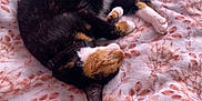 Amber is registered to the contest to win money with this photo: cat, calico, sleeping, curled_up, blanket, patterned_blanket, pet, fur, whiskers, paws, cozy, indoor, resting, cute, domestic_animal, animal, soft, relaxed, nap, feline
