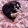 cat, calico, sleeping, curled_up, blanket, patterned_blanket, pet, fur, whiskers, paws, cozy, indoor, resting, cute, domestic_animal, animal, soft, relaxed, nap, feline