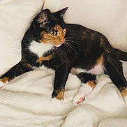 Amber joined the competition — help win amazing prizes! alert, animal, blanket, calico_cat, cat, comfortable, cozy, cute, domestic_cat, feline, fur, indoor, laying, mammal, paws, pet, relaxed, resting, soft, whiskers