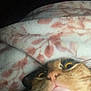 Amber joined the competition — help win amazing prizes! cat, blanket, fur, animal, pet, eyes, face, whiskers, cozy, pattern, texture, pink, brown, black, sleeping, closeup, indoor, comfort, curious, cute