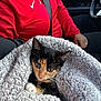 Amber is registered to the contest to win money with this photo: kitten, calico_cat, blanket, car_interior, person, red_clothing, seatbelt, lap, fur, whiskers, curious, cozy, indoor, closeup, pet, animal, soft_texture, hand, casual, sitting