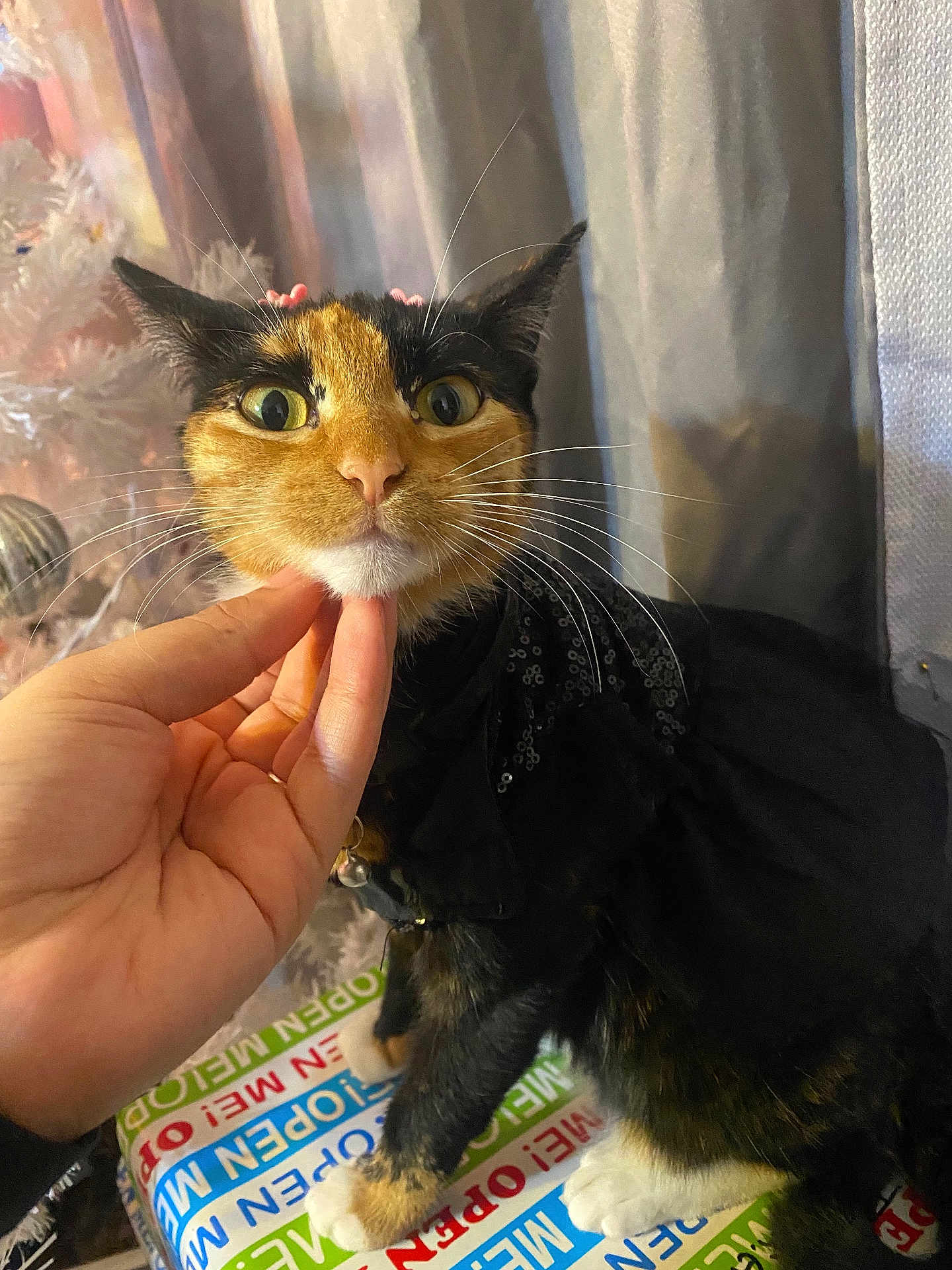 Amber joined the competition — help win amazing prizes! cat, calico_cat, pet, animal, hand, indoor, curious, whiskers, wide_eyes, black_outfit, feline, close_up, chin_scratch, decorations, colorful_text, paws, fur, domestic_animal, cute, cozy