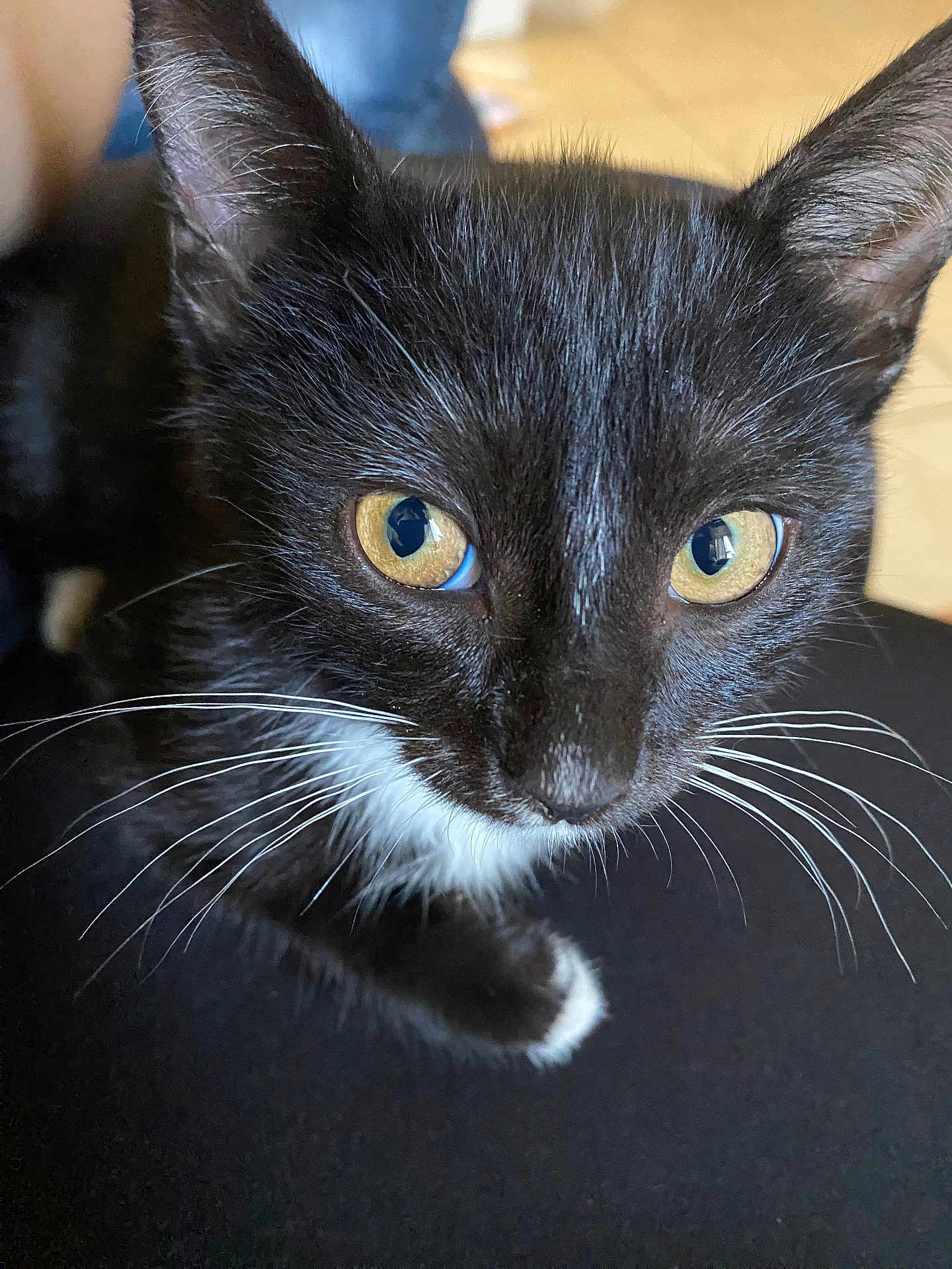 Oreo