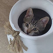 Luna participe au concours pour gagner de l'argent avec cette photo : animal, cat, ceramic_pot, close_up, curious, cute, decor, domestic_cat, ears, face, feline, floor, hiding, home, indoor, looking_out, pet, rope, tabby, whiskers