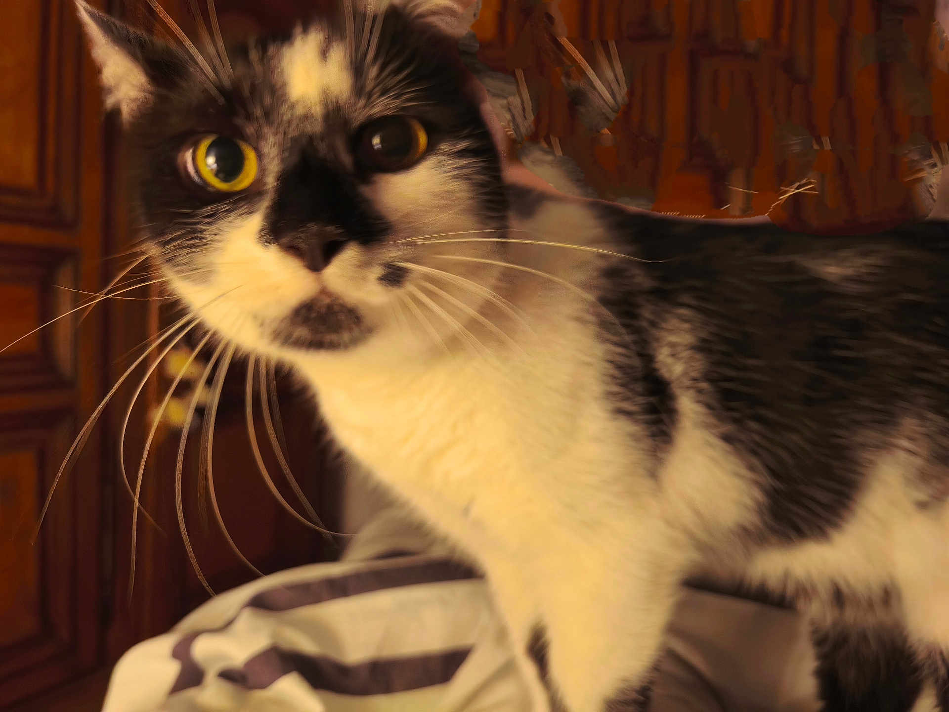 Odyssée participe au concours pour gagner de l'argent avec cette photo : animal, black_and_white, cat, close_up, curious, cute, domestic_cat, face, feline, fur, household, indoor, mammal, pet, portrait, striped_bedspread, whisker, whiskers, wooden_cabinet, yellow_eyes