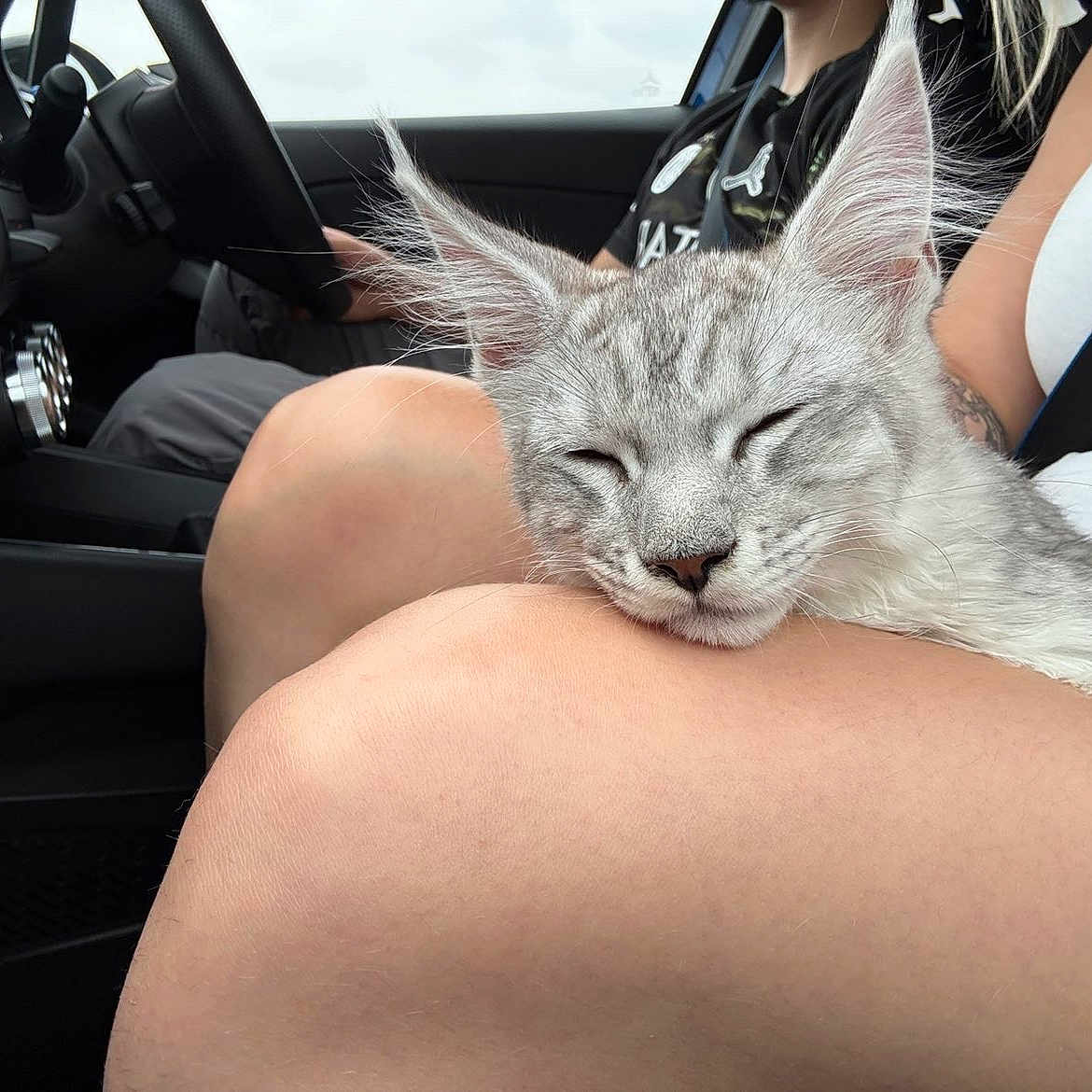Bounty a rejoint le concours — aidez-le/la à gagner de superbes lots ! cat, sleeping, lap, car_interior, seatbelt, person, human, closeup, resting, feline, pet, travel, passenger, casual_clothing, gray_fur, domestic_animal, comfort, relaxation, vehicle, daytime