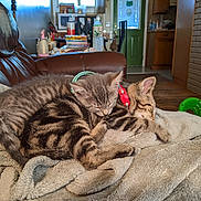 Felix is registered to the contest to win money with this photo: kitten, cat, sleeping, blanket, couch, indoor, feline, pet, cozy, nap, fur, collar, brown, gray, striped, home, living_room, animal, cute, resting