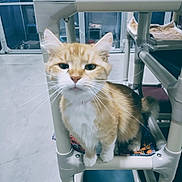 Safari joined the competition — help win amazing prizes! cat, orange_cat, white_cat, indoor, cat_tower, pet, animal, feline, curious, whiskers, paws, fur, cage, sitting, looking, raised_platform, clean_floor, multi_level, household, pet_environment