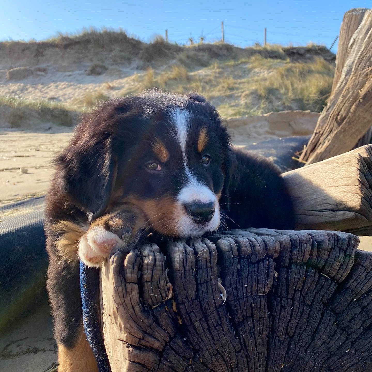 Rio participe au concours pour gagner de l'argent avec cette photo : bernese_mountain_dog, canidae, carnivore, companion_dog, dog, dog_breed, door, fur, gun_dog, herding_dog, horizon, hunting_dog, landscape, plant, rock, sky, snout, sporting_group, wood, working_dog