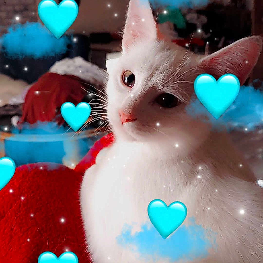 Lovely a rejoint le concours — aidez-le/la à gagner de superbes lots ! angora, animal, balloon, cat, computerhardware, electronics, envelope, face, hardware, head, heart, indoors, kitten, loveheartsymbol, person, pet, photography, portrait, symbol, turquoise