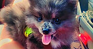 Bao a rejoint le concours — aidez-le/la à gagner de superbes lots ! puppy, dog, fluffy, small_dog, tongue_out, sitting, lap, car, vehicle_interior, pet, collar, green_collar, fur, brown_fur, black_fur, portrait, close_up, indoor, colorful, happy