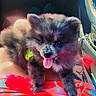 puppy, dog, fluffy, small_dog, tongue_out, sitting, lap, car, vehicle_interior, pet, collar, green_collar, fur, brown_fur, black_fur, portrait, close_up, indoor, colorful, happy