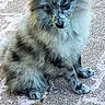 dog, puppy, fluffy, fur, long_hair, small_dog, sitting, outdoor, patio, paving_stones, ground, portrait, pet, canine, ears, eyes, nose, paws, cute, animal