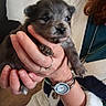 Bao participe au concours pour gagner de l'argent avec cette photo : puppy, dog, small_dog, animal, pet, gray_fur, floppy_ears, cute, portrait, close_up, being_held, hands, person, indoors, sofa, home, cardigan, watch, cozy, cuteness
