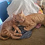 animal, cat, companion, cozy, cute, domestic_animal, feline, fur, ginger_cat, home, indoor, nap, pet, relaxing, resting, sleeping, table, towel, two_cats, wooden_table