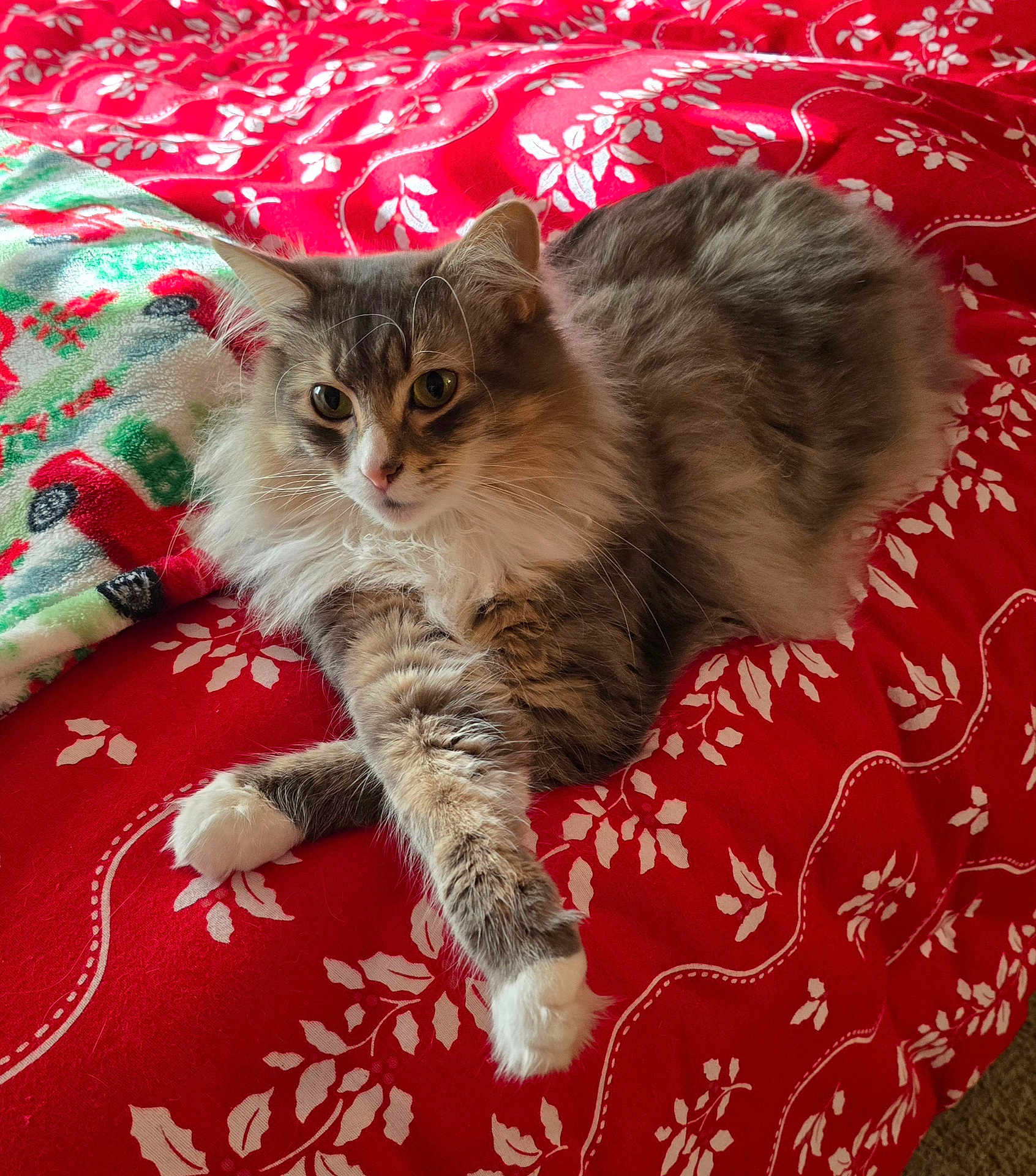 Millie is registered to the contest to win money with this photo: abyssinian, angora, animal, applique, bed, bedroom, blanket, cat, couch, cushion, furniture, homedecor, indoors, kitten, linen, manx, pet, quilt, room, siamese