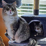 Millie joined the competition — help win amazing prizes! abyssinian, angora, animal, cat, chair, couch, curtain, den, doghouse, egyptiancat, fireplace, furniture, homedecor, indoors, kennel, kitten, manx, person, pet, siamese