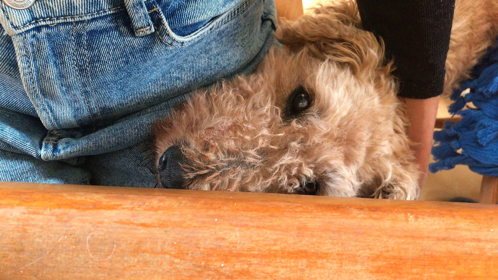 Popeye a rejoint le concours — aidez-le/la à gagner de superbes lots ! canidae, carnivore, companion_dog, denim, dog, dog_breed, electric_blue, fawn, felidae, fur, hardwood, paw, small_terrier, snout, sporting_group, terrier, toy_dog, whiskers, wood, working_animal