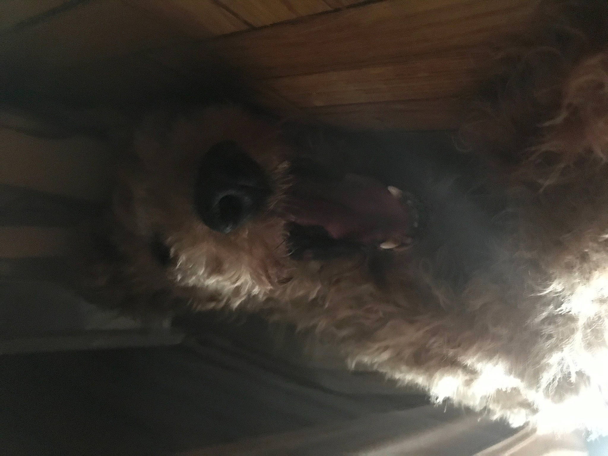 Popeye participe au concours pour gagner de l'argent avec cette photo : automotive_lighting, automotive_tire, carnivore, ceiling, cloud, cumulus, darkness, dog, dog_breed, event, fur, gas, hardwood, heat, sky, snout, space, tints_and_shades, whiskers, wood