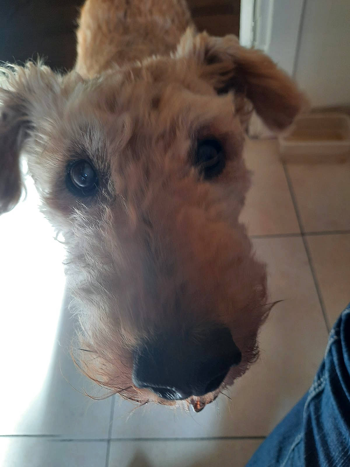 Popeye a rejoint le concours — aidez-le/la à gagner de superbes lots ! canidae, carnivore, collar, companion_dog, dog, dog_breed, event, fawn, fur, irish_terrier, livestock, pet_supply, small_terrier, sporting_group, terrestrial_animal, terrier, toy, whiskers, wire_hair_fox_terrier, working_animal