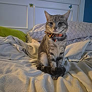 Fluffy joined the competition — help win amazing prizes! cat, tabby_cat, bed, blanket, bow_tie, indoor, pet, feline, striped, cozy, pillow, resting, cute, animal, domestic_animal, fur, whiskers, collar, sleeping_area, cute_pet