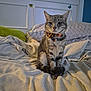 cat, tabby_cat, bed, blanket, bow_tie, indoor, pet, feline, striped, cozy, pillow, resting, cute, animal, domestic_animal, fur, whiskers, collar, sleeping_area, cute_pet