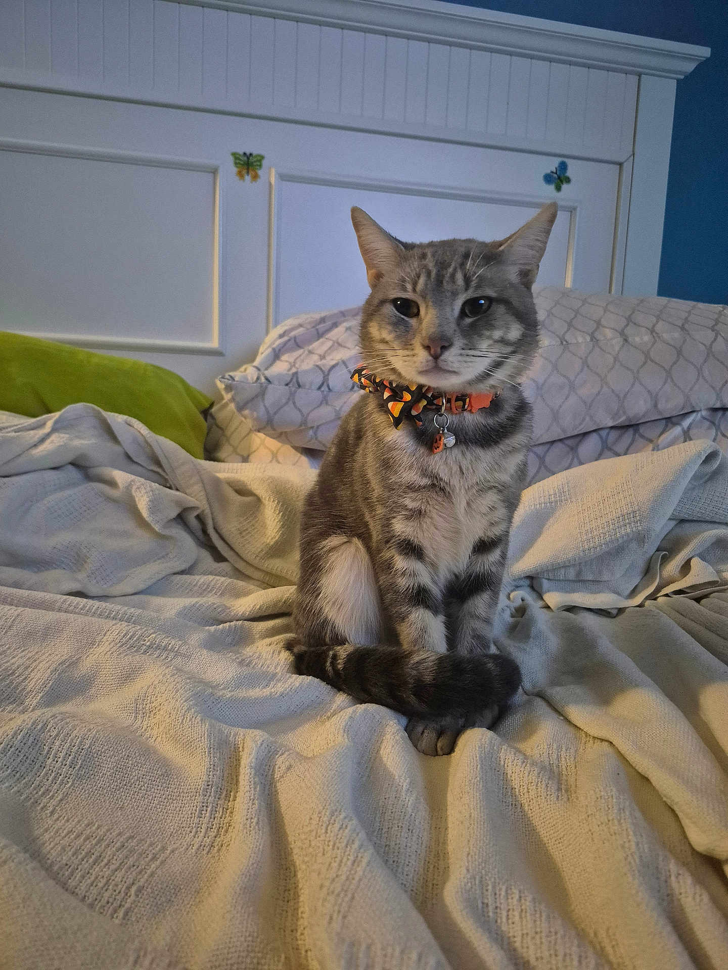 Fluffy joined the competition — help win amazing prizes! cat, tabby_cat, bed, blanket, bow_tie, indoor, pet, feline, striped, cozy, pillow, resting, cute, animal, domestic_animal, fur, whiskers, collar, sleeping_area, cute_pet