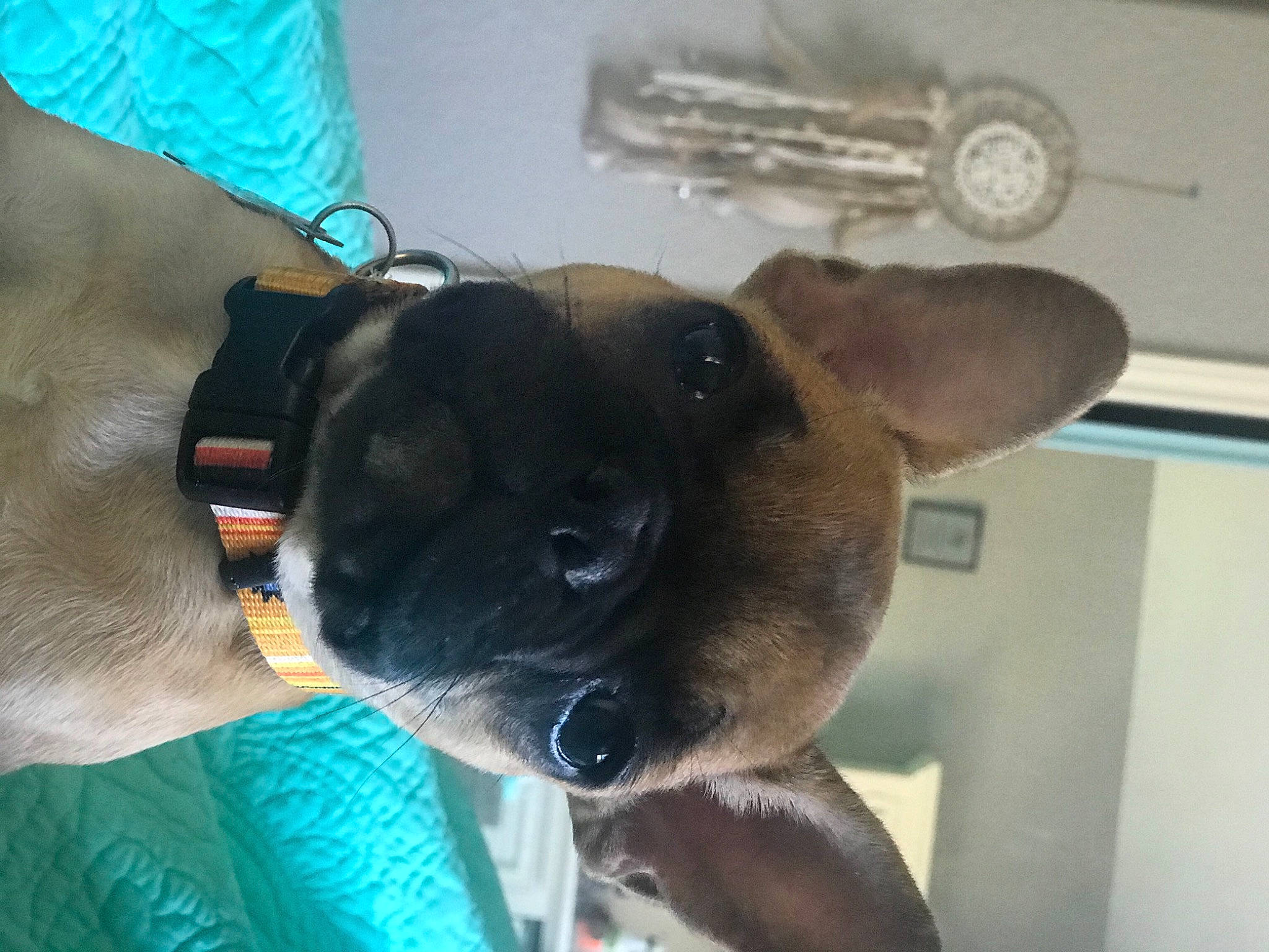 Fergie is registered to the contest to win money with this photo: canidae, carnivore, clock, collar, companion_dog, dog, dog_breed, dog_collar, ear, electric_blue, fawn, fur, pet_supply, pug, snout, sporting_group, tail, whiskers, working_animal, wrist