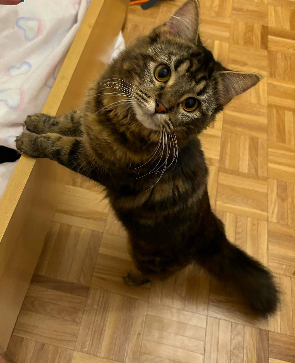 Bulma participe au concours pour gagner de l'argent avec cette photo : carnivore, cat, claw, comfort, domestic_short_haired_cat, felidae, floor, flooring, fur, hardwood, paw, plank, sitting, small_to_medium_sized_cats, snout, tail, terrestrial_animal, whiskers, wood, wood_flooring