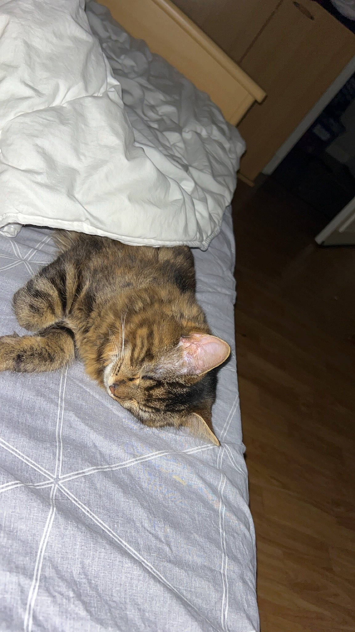 Bulma a rejoint le concours — aidez-le/la à gagner de superbes lots ! bed, bed_sheet, bedding, carnivore, cat, comfort, domestic_short_haired_cat, duvet, felidae, flooring, fur, grey, hardwood, linens, nap, room, small_to_medium_sized_cats, tail, whiskers, wood