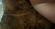 Nala joined the competition — help win amazing prizes! animal, arm, blur, brown, cat, closeup, companion, cozy, feline, fur, indoor, person, pet, resting, shoulder, snuggling, soft, striped, tabby, whiskers