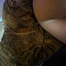 Nala joined the competition — help win amazing prizes! cat, tabby, closeup, snuggling, feline, fur, pet, animal, indoor, person, arm, shoulder, cozy, blur, brown, striped, whiskers, resting, companion, soft