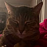 Nala is registered to the contest to win money with this photo: cat, tabby, sleeping, close_up, indoor, pet, feline, whiskers, ears, face, cozy, blanket, pink, resting, animal, fur, domestic, cute, relaxed, home