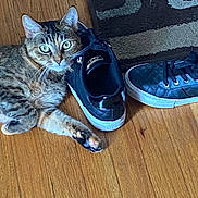 Nala is registered to the contest to win money with this photo: cat, tabby_cat, shoe, sneaker, wood_floor, carpet, indoor, pet, animal, paw, fur, whiskers, curious, relaxed, resting, domestic, flooring, black_shoe, patterned_rug, playful