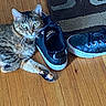 cat, tabby_cat, shoe, sneaker, wood_floor, carpet, indoor, pet, animal, paw, fur, whiskers, curious, relaxed, resting, domestic, flooring, black_shoe, patterned_rug, playful