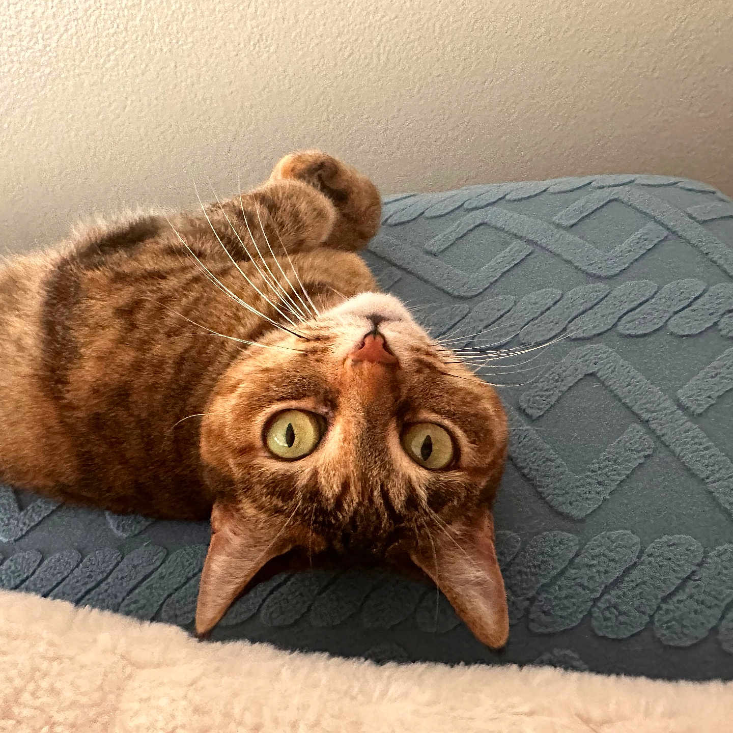 Nala