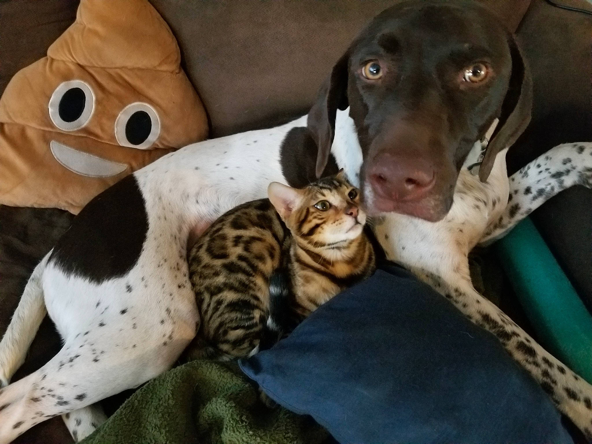 Fester joined the competition — help win amazing prizes! braque_dauvergne, braque_francais, canidae, carnivore, cat, dog, dog_breed, fawn, felidae, german_shorthaired_pointer, louisiana_catahoula_leopard_dog, mammal, non_sporting_group, old_danish_pointer, pointer, pointing_breed, small_to_medium_sized_cats, sporting_group, vertebrate, whiskers