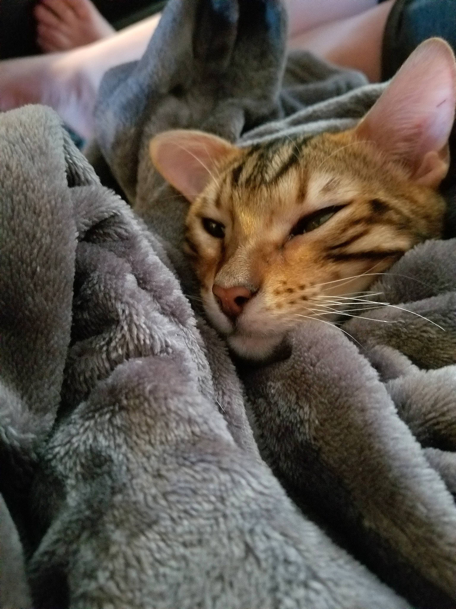 Fester joined the competition — help win amazing prizes! arabian_mau, asian, carnivore, cat, chausie, dragon_li, egyptian_mau, european_shorthair, felidae, mammal, ocicat, oriental_longhair, oriental_shorthair, pixie_bob, singapura, small_to_medium_sized_cats, snout, tabby_cat, vertebrate, whiskers