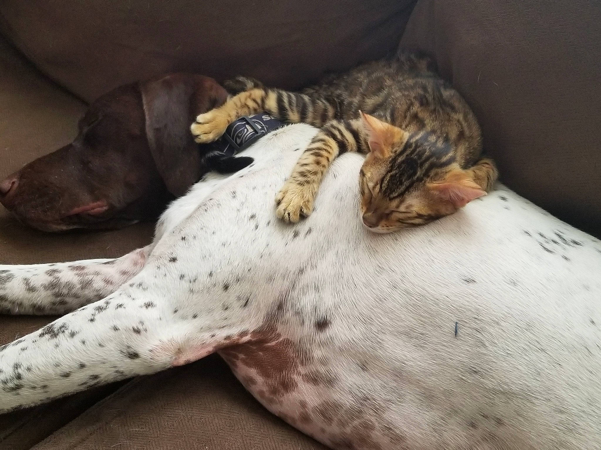 Fester joined the competition — help win amazing prizes! canidae, carnivore, dog, dog_breed, great_dane, harbor_seal, nap, non_sporting_group, pointer, puppy, seal, sleep, sporting_group, whiskers