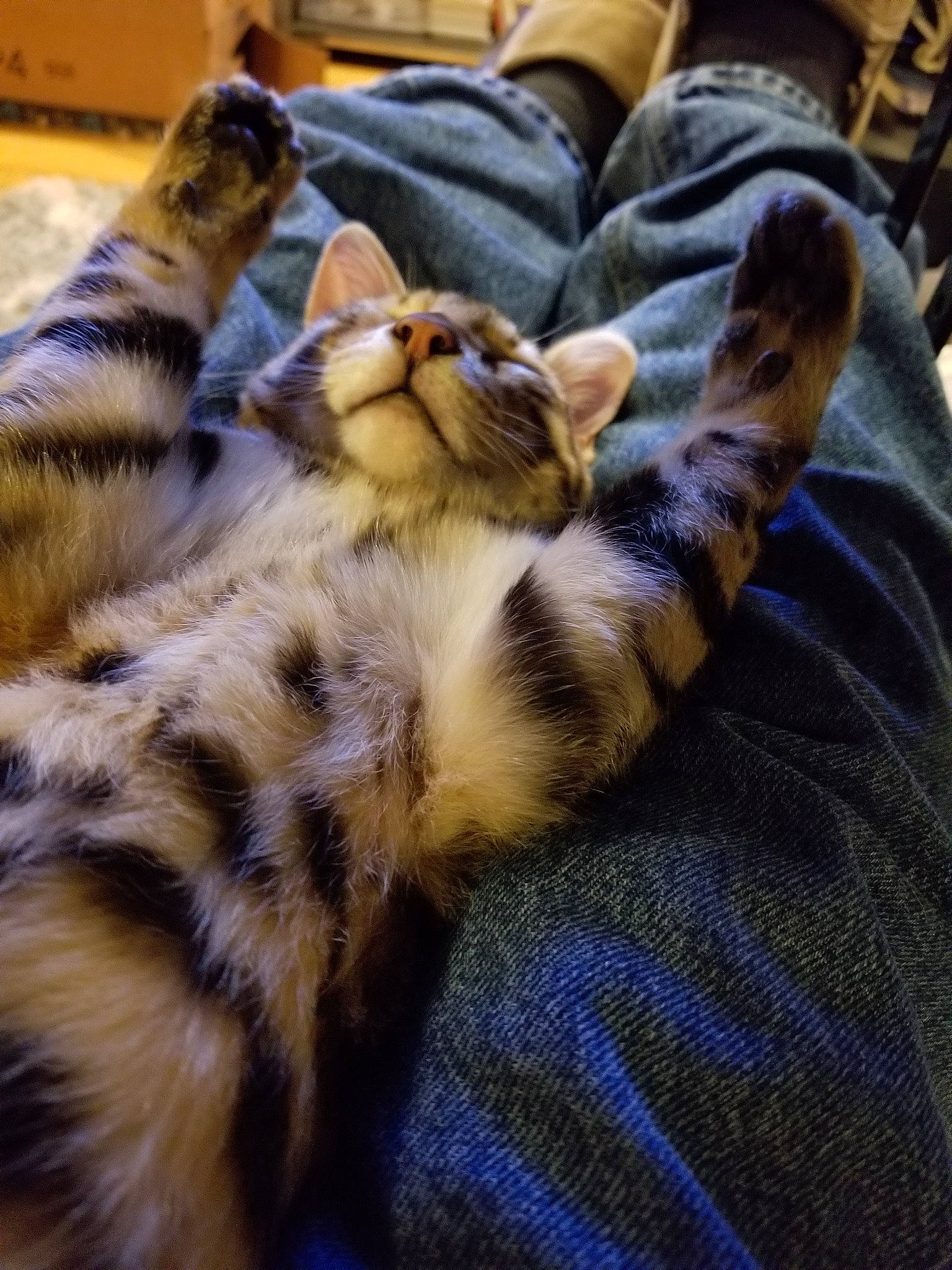 Fester joined the competition — help win amazing prizes! american_shorthair, asian, bengal, carnivore, cat, dragon_li, egyptian_mau, european_shorthair, felidae, fur, kitten, mammal, paw, small_to_medium_sized_cats, tabby_cat, toyger, whiskers