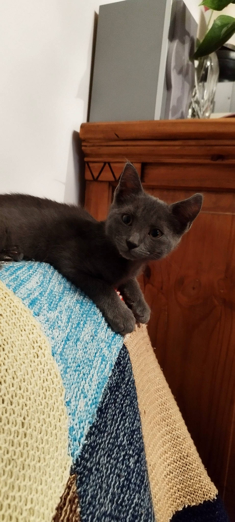 Smocky participe au concours pour gagner de l'argent avec cette photo : black_cat, carnivore, cat, cat_supply, claw, comfort, domestic_short_haired_cat, electric_blue, fawn, felidae, fur, grey, pattern, russian_blue, small_to_medium_sized_cats, snout, tail, terrestrial_animal, whiskers, wood