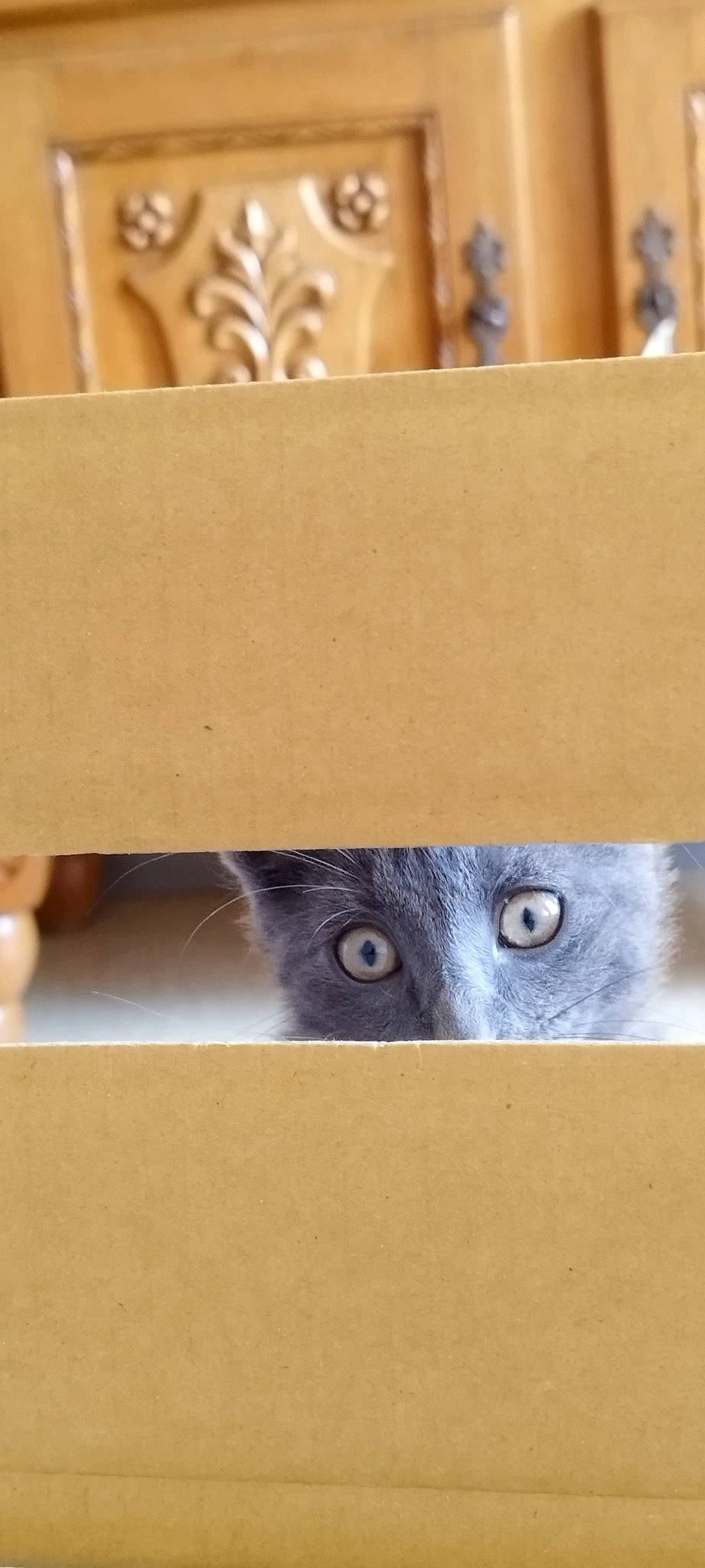 Smocky a rejoint le concours — aidez-le/la à gagner de superbes lots ! carnivore, cat, domestic_short_haired_cat, fawn, felidae, fur, hardwood, iris, mammal, paw, photo_caption, plywood, small_to_medium_sized_cats, snout, tail, whiskers, wood, wood_stain