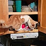 cat, orange_cat, white_cat, kitchen, cabinet, plastic_containers, shelf, countertop, coffee_maker, coffee_machine, appliance, curious_cat, pet, domestic_animal, indoor, food_storage, kitchenware, household, exploration, feline