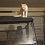 Ms. Stella joined the competition — help win amazing prizes! cat, orange_and_white_cat, garage, off_road_vehicle, vehicle_roof, curious_cat, indoor, textured_ceiling, dim_lighting, pet, animal, four_legged, looking_down, perched, metal, plastic, windshield, side_mirror, shadow, floor