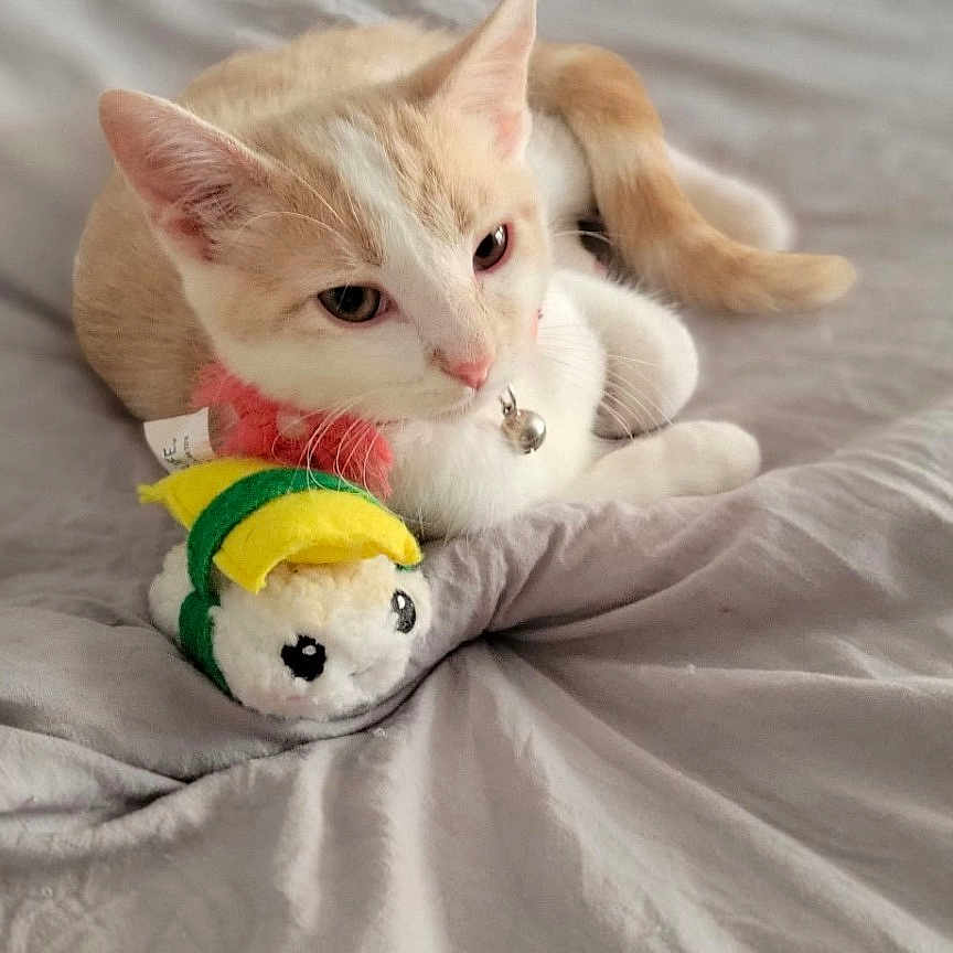 Ms. Stella is registered to the contest to win money with this photo: animal, bed, cat, closeup, collar, cute, domestic_animal, ears, fur, gray_bedspread, indoor, kitten, pet, plush_toy, resting, sleepy, small, tail, toy, whiskers