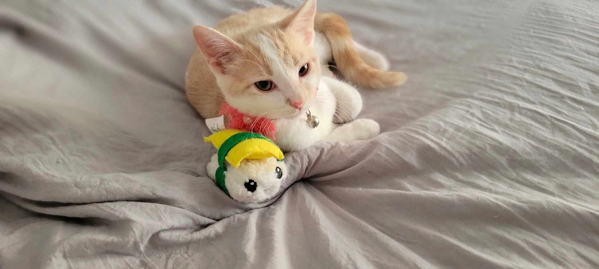 Ms. Stella is registered to the contest to win money with this photo: kitten, cat, plush_toy, bed, gray_bedspread, indoor, pet, animal, cute, small, fur, whiskers, ears, tail, collar, toy, resting, closeup, domestic_animal, sleepy