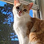 Ms. Stella joined the competition — help win amazing prizes! cat, orange_and_white_cat, windowsill, window, sunlight, blue_sky, trees, screen, whiskers, pet, animal, feline, curious, indoor, daylight, close_up, portrait, sitting, fur, ears