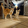 cat, two_cats, orange_cat, black_and_white_cat, indoor, tile_floor, furniture, chair, cabinet, lamp, ceiling_fan, curtains, door, pet, animal, domestic_cat, floor, whiskers, collar, standing